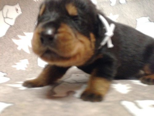 ロットワイラーの子犬　ブリーダー 子犬専門　AngelWan 横浜