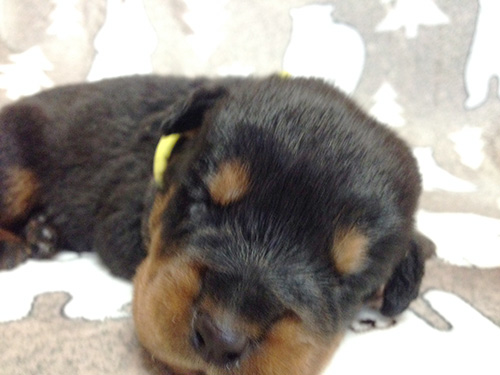 ロットワイラーの子犬 ブリーダー 子犬専門 AngelWan 横浜