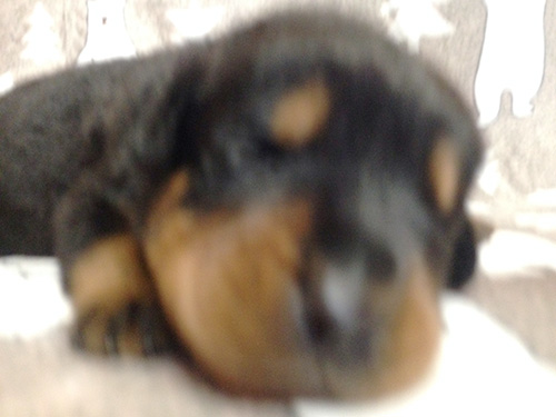 ロットワイラーの子犬　ブリーダー 子犬専門　AngelWan 横浜