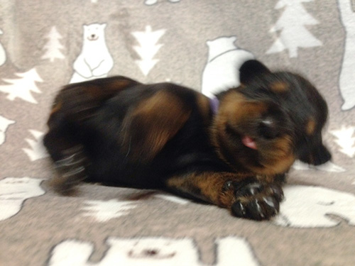 ロットワイラーの子犬 ブリーダー 子犬専門 AngelWan 横浜