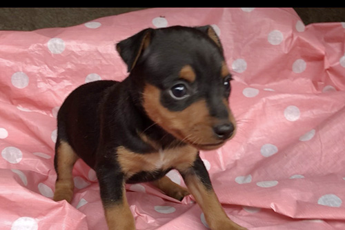 ミニチュアピンシャーの子犬　ブリーダー 子犬専門　AngelWan 横浜