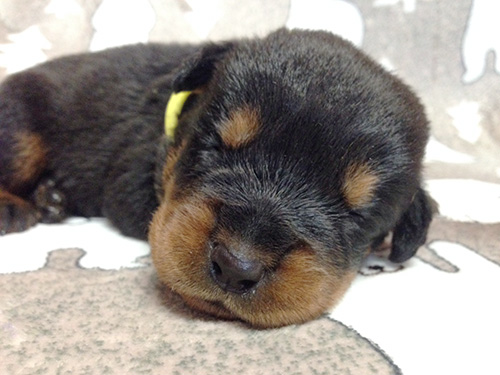 ロットワイラーの子犬 ブリーダー 子犬専門 AngelWan 横浜
