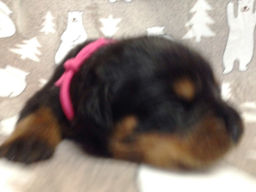 ロットワイラーの子犬　ブリーダー 子犬専門　AngelWan 横浜