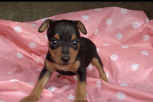 ミニチュアピンシャーの子犬　ブリーダー 子犬専門　AngelWan 横浜