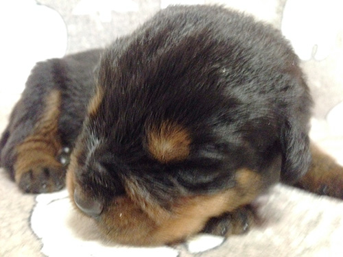 ロットワイラーの子犬　ブリーダー 子犬専門　AngelWan 横浜