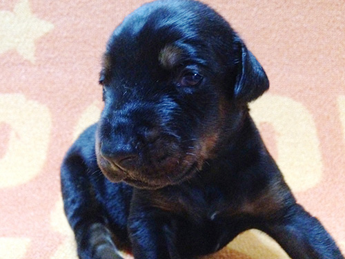 ドーベルマンの子犬　ブリーダー 子犬専門　AngelWan 横浜