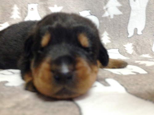 ロットワイラーの子犬　ブリーダー 子犬専門　AngelWan 横浜