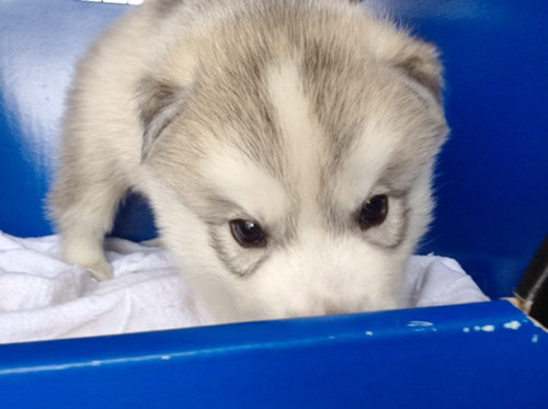 シベリアンハスキーの子犬 ブリーダー 子犬専門 AngelWan 横浜