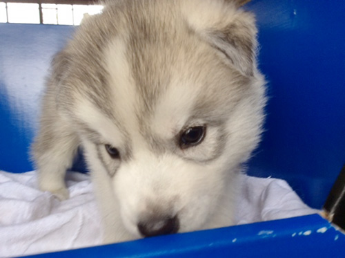 シベリアンハスキーの子犬 ブリーダー 子犬専門 AngelWan 横浜