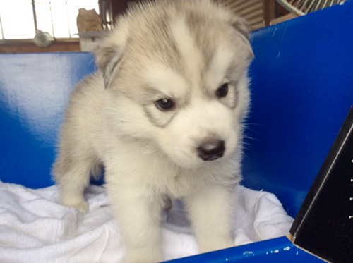 シベリアンハスキーの子犬 ブリーダー 子犬専門 AngelWan 横浜