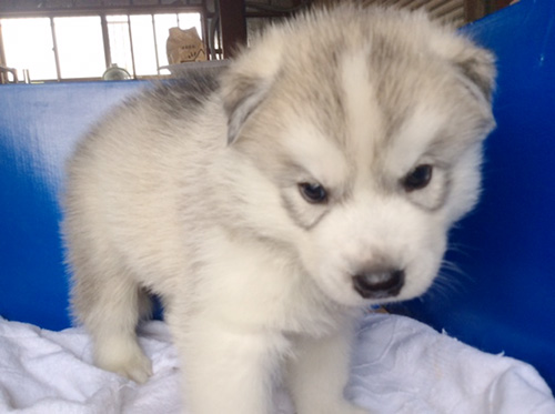 シベリアンハスキーの子犬 ブリーダー 子犬専門 AngelWan 横浜