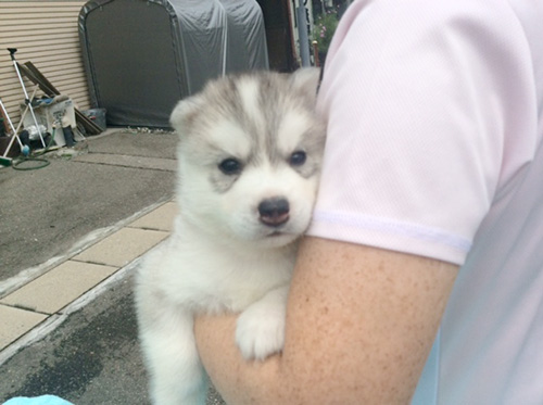 シベリアンハスキーの子犬　ブリーダー 子犬専門　AngelWan 横浜
