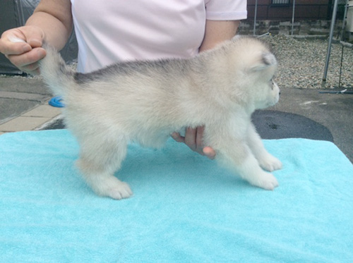 シベリアンハスキーの子犬　ブリーダー 子犬専門　AngelWan 横浜