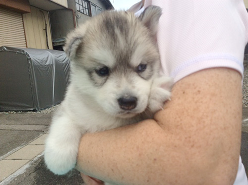 シベリアンハスキーの子犬　ブリーダー 子犬専門　AngelWan 横浜