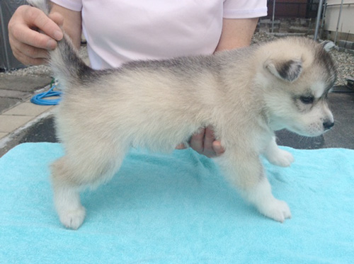 シベリアンハスキーの子犬　ブリーダー 子犬専門　AngelWan 横浜