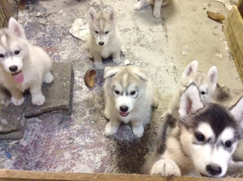シベリアンハスキーの子犬 ブリーダー 子犬専門 AngelWan 横浜