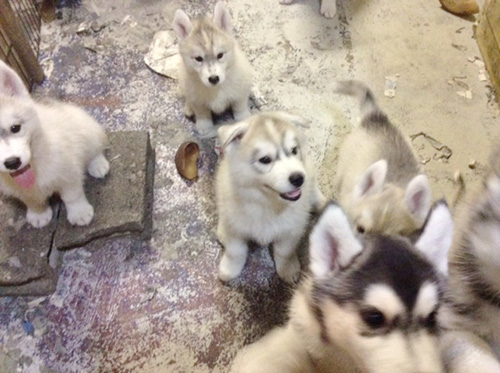 シベリアンハスキーの子犬 ブリーダー 子犬専門 AngelWan 横浜