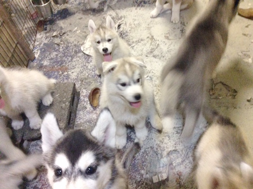 シベリアンハスキーの子犬 ブリーダー 子犬専門 AngelWan 横浜