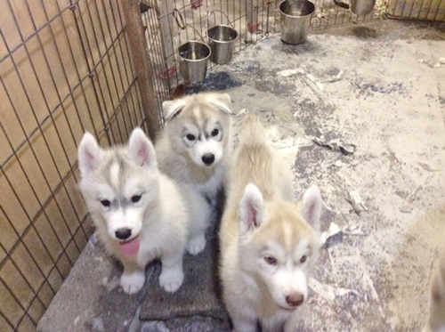 シベリアンハスキーの子犬 ブリーダー 子犬専門 AngelWan 横浜