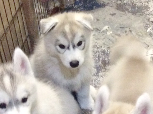 シベリアンハスキーの子犬 ブリーダー 子犬専門 AngelWan 横浜