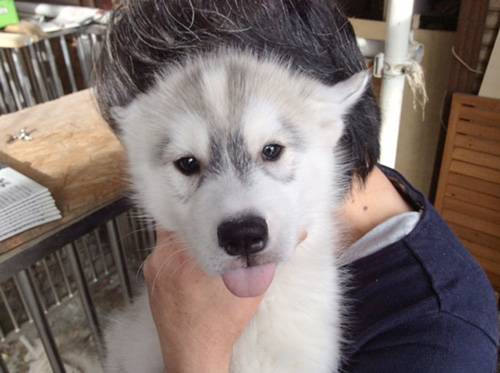  シベリアンハスキーの子犬　ブリーダー 子犬専門　AngelWan 横浜