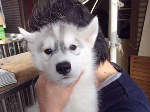  シベリアンハスキーの子犬　ブリーダー 子犬専門　AngelWan 横浜