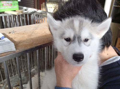  シベリアンハスキーの子犬　ブリーダー 子犬専門　AngelWan 横浜