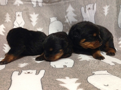 ロットワイラーの子犬 ブリーダー 子犬専門 AngelWan 横浜