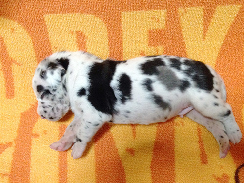 グレートデーンの子犬　ブリーダー 子犬専門　AngelWan 横浜