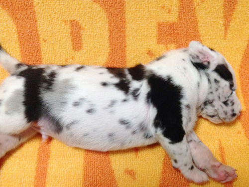 グレートデーンの子犬　ブリーダー 子犬専門　AngelWan 横浜