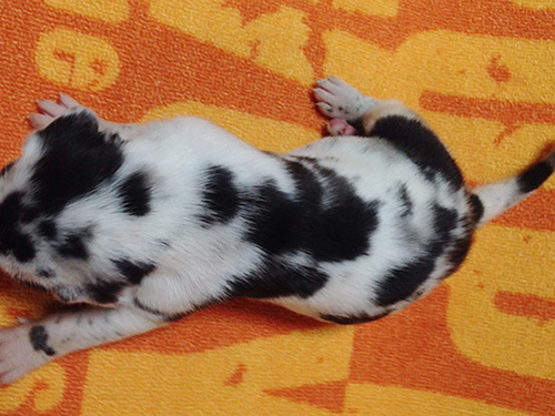 グレートデーンの子犬　ブリーダー 子犬専門　AngelWan 横浜