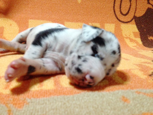 グレートデーンの子犬　ブリーダー 子犬専門　AngelWan 横浜