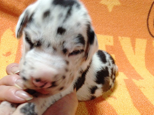 グレートデーンの子犬　ブリーダー 子犬専門　AngelWan 横浜