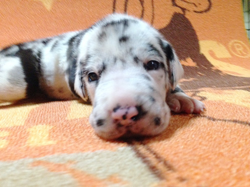 グレートデーンの子犬　ブリーダー 子犬専門　AngelWan 横浜