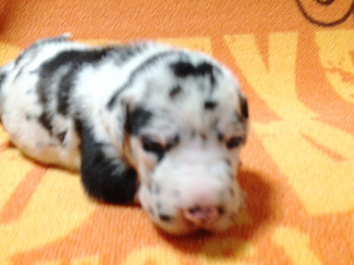 グレートデーンの子犬　ブリーダー 子犬専門　AngelWan 横浜