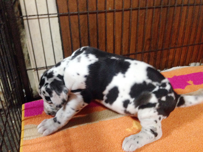 グレートデーンの子犬　ブリーダー 子犬専門　AngelWan 横浜