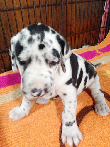 グレートデーンの子犬　ブリーダー 子犬専門　AngelWan 横浜