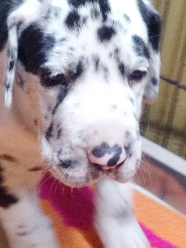 グレートデーンの子犬　ブリーダー 子犬専門　AngelWan 横浜