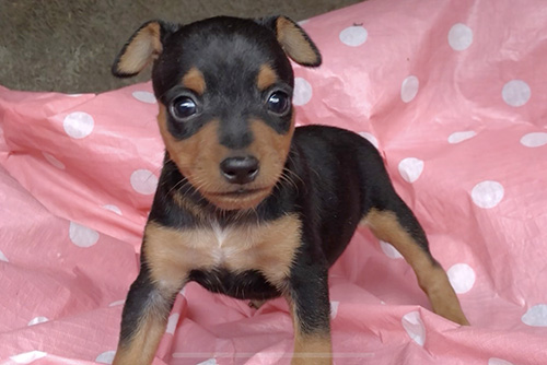 ミニチュアピンシャーの子犬　ブリーダー 子犬専門　AngelWan 横浜