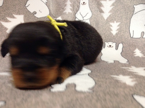 ロットワイラーの子犬 ブリーダー 子犬専門 AngelWan 横浜