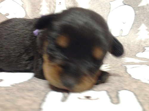 ロットワイラーの子犬 ブリーダー 子犬専門 AngelWan 横浜