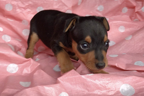 ミニチュアピンシャーの子犬　ブリーダー 子犬専門　AngelWan 横浜