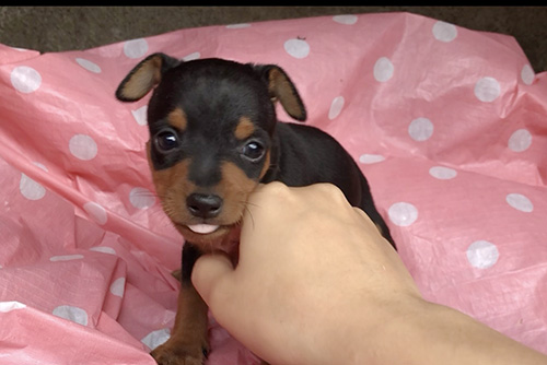 ミニチュアピンシャーの子犬　ブリーダー 子犬専門　AngelWan 横浜