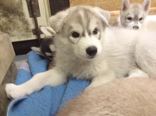シベリアンハスキーの子犬 ブリーダー 子犬専門 AngelWan 横浜
