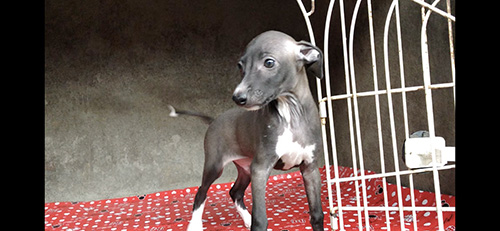 イタリアングレーハウンドの子犬　ブリーダー 子犬専門　AngelWan 横浜