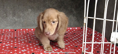  ミニチュアダックスフンドの子犬　ブリーダー 子犬専門　AngelWan 横浜