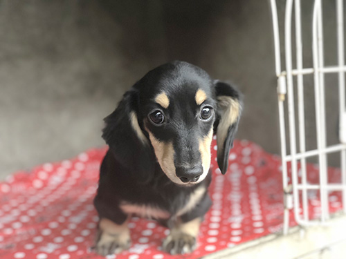 ミニチュアダックスフンドの子犬　ブリーダー 子犬専門　AngelWan 横浜