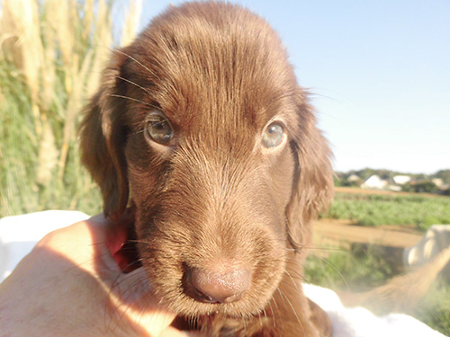 フラットコーテッドレトリバーの子犬　ブリーダー 子犬専門　AngelWan 横浜