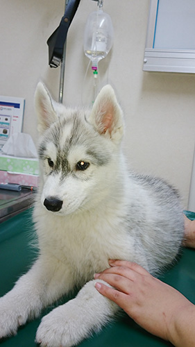 シベリアンハスキーの子犬　ブリーダー 子犬専門　AngelWan 横浜