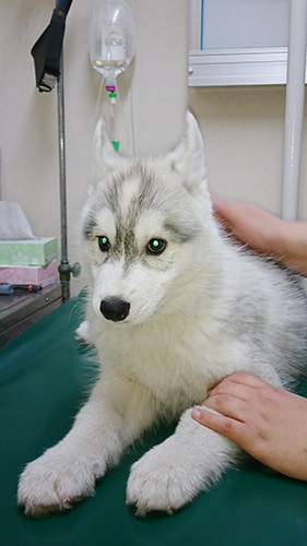 シベリアンハスキーの子犬　ブリーダー 子犬専門　AngelWan 横浜